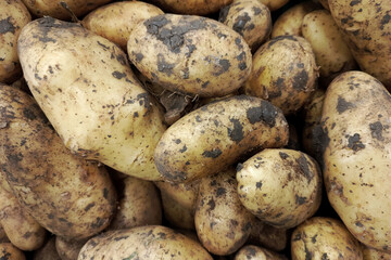 Freshly harvested potatoes piled in a basket at a local market