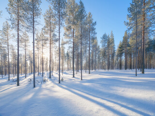 Obraz premium Lapland, Finland. Winter landscape in the forest. Trees covered with snow. Sun rays through the trees. Winter wonderland. Scandinavian countries.