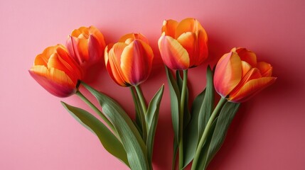 A single bouquet of tulips placed diagonally on a pink background, their petals gracefully open.