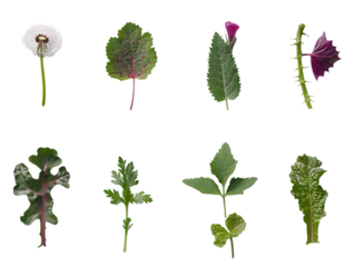 Unique selection of wild edible greens displayed for identification and culinary use in a natural setting