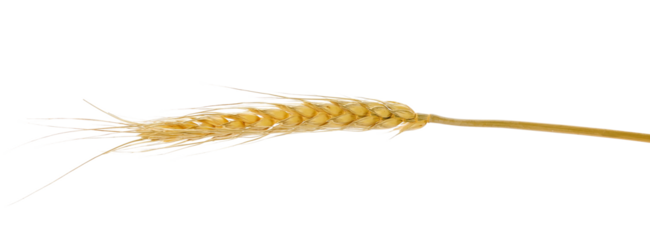 Ears of rye isolated on white background, clipping path	