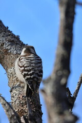 woodpecker