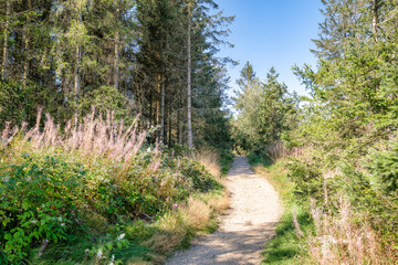 The circular walk in the Grumbach Valley, located in the Harz Mountains (Saxony, Germany) offers great views of forests, moutains and lakes. It's located near the rural area of Hahnenklee-Bockswiese.