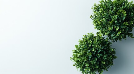 Obraz premium Unique minimalist artificial plants arranged for harmony on white background