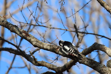 woodpecker