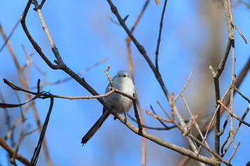 long-tailed tit