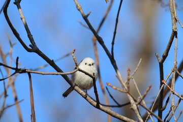 long-tailed tit