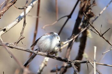 long-tailed tit