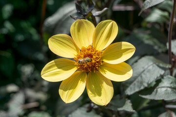 zwei Bienen auf einer einzelnen Blume sammeln Nektar