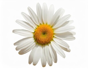 Daisy Flower: Delicate Bloom with Clipping Path on White
