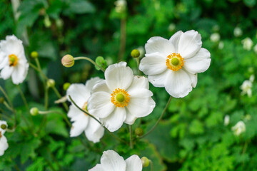 zwei Anemomen-Blüten im Sommer