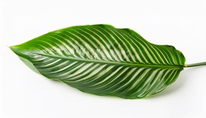 Obraz premium Calathea Foliage: Exotic Tropical Leaf Isolated on White