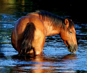 Wild Horse in the River 