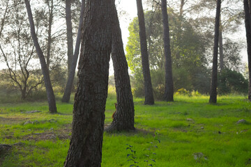 Green Meadow with Trees in Light Fog