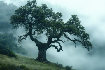 Obraz premium A majestic oak tree stands solitary on a misty hillside, its branches reaching out in the ethereal fog.