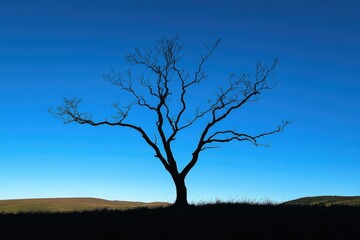 Silhouette of a leafless tree against a vibrant blue sky, a serene landscape.
