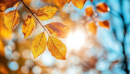 Fototapeta premium Golden Autumn Leaves Backlit By Sunlight