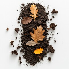 Fototapeta premium Autumn Leaves on Soil