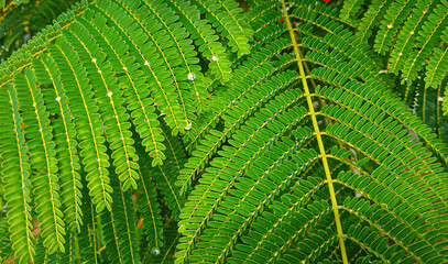 pattern of green fern leaves with raindrops 2