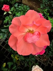 Large tea rose flower, surrounded by green