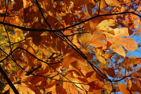 orange sassafras leaves