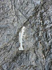Fish skeleton washed up on a black rock