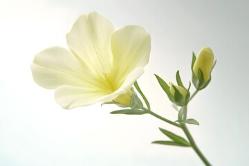 Obraz premium Wildflower AI Art Isolated In Clean Background