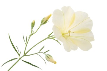 Obraz premium Wildflower AI Art Isolated In Clean Background