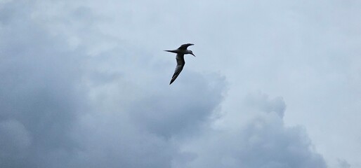 Brown Noddy soars through cloudy sky