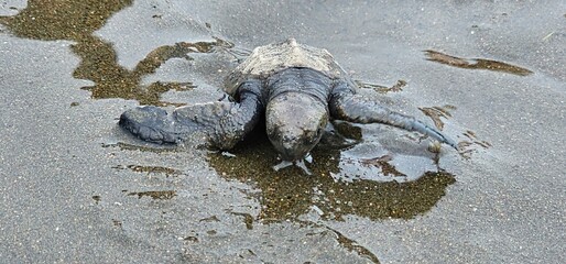 Leatherback turtle on a sandy beach