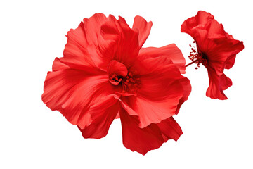  red flower  on transparent background