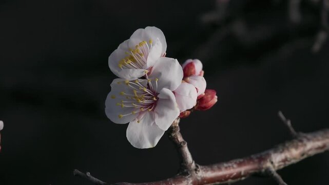 Tokyo, Japan - March 1, 2025:  Blossoms and buds of white ume or Japanese apricot at dawn
