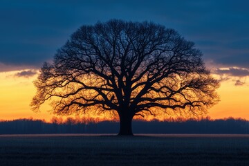 Silhouette of a majestic oak tree at sunset, a breathtaking display of nature's beauty.