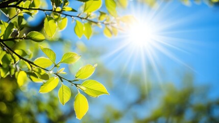 Obraz premium Sunlight Dapples Bright Green Leaves