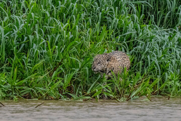 Jaguar on the edge of a river in the Pantanal