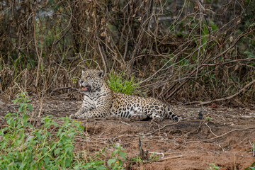 Jaguar in repose