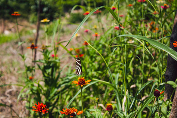 Mariposa rayada pequeña posando sobe flores