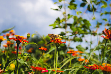 Mariposa café pequeña posando sobe flores