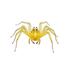 Close up of a vibrant spiny orb weaver spider with a yellow body and black spines Ideal for nature and wildlife concepts
