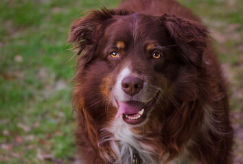 Red Tri Australian Shepherd dog outside