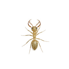 Close up of a formidable soldier termite with enlarged mandibles standing out against a crisp white background