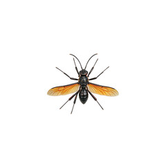 Fototapeta premium Iridescent black tarantula hawk wasp with bright orange wings on white background