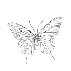 A butterfly is drawn in black and white