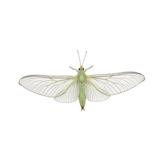Close up of a pale green lacewing with intricately veined wings resembling delicate lace Isolated on white