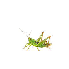 Vibrant green grasshopper poised for a leap showcasing intricate details of its exoskeleton