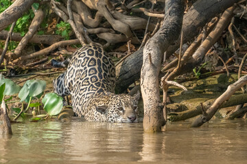 Jaguar entering the river to hunt