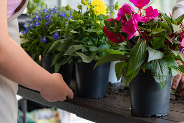 Gardening and arranging flowers in pots on wooden table