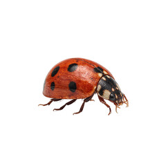 Colorful ladybug with glossy shell delicately perched on invisible surface vibrant red contrasting against white background