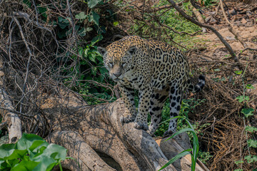 Jaguar on the hunt