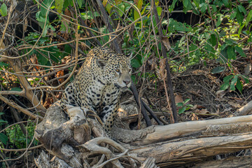 Jaguar on the hunt